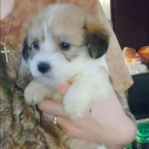 Meet your Posher, Audumn